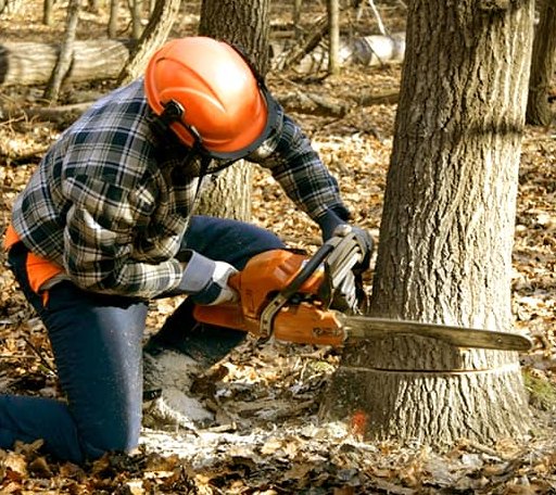 Tree Removal in Midland, MI